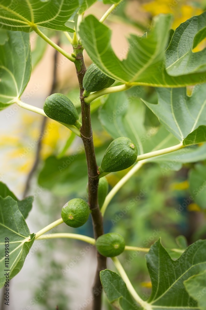 Echte Feigen am Baum / Real fig on the tree Echte Feigen am Baum / Real fig on the tree