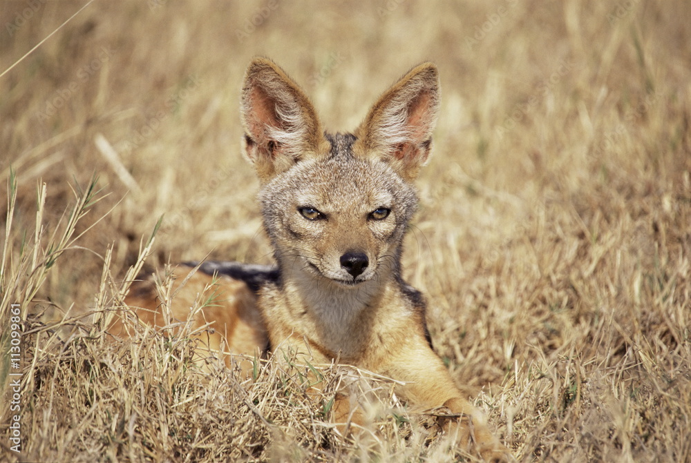 Black-backed jackal (Canis mesomelas), Ngorongoro Crater, Tanzania Black-backed jackal (Canis mesomelas), Ngorongoro Crater, Tanzania