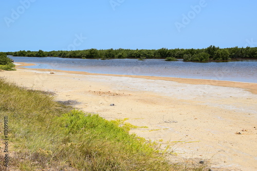 Salzwasserbucht mit Mangroven