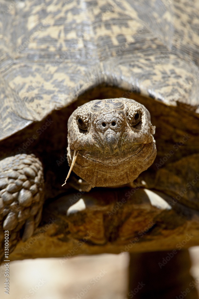 Leopard tortoise (Geochelone pardalis), Swartberg Pass Leopard tortoise (Geochelone pardalis), Swartberg Pass