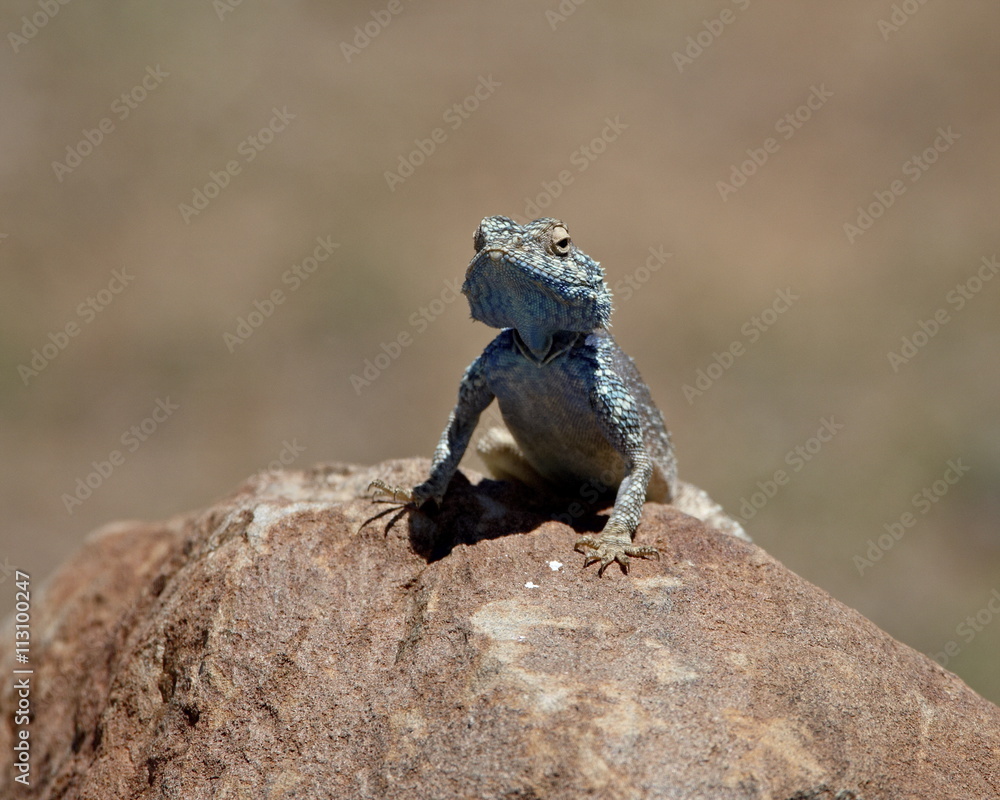 Male Southern Rock Agama (Agama atra atra), Mountain Zebra National Park Male Southern Rock Agama (Agama atra atra), Mountain Zebra National Park