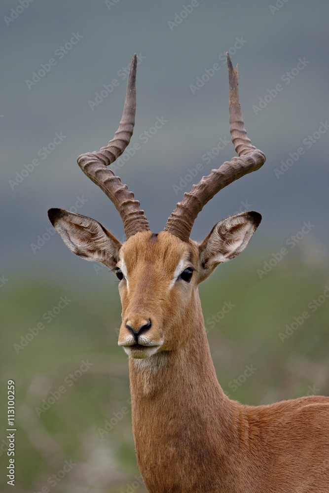 Male Impala (Aepyceros melampus), Imfolozi Game Reserve Male Impala (Aepyceros melampus), Imfolozi Game Reserve