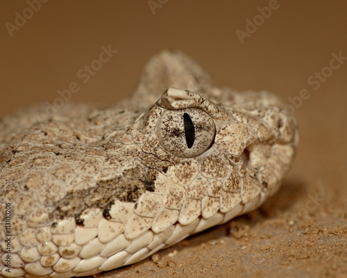 Sonoran Desert Sidewinder (Sonoran Sidewinder) (Crotalus cerastes cercobombus) in captivity, Arizona Sonora Desert Museum, Tucson, Arizona photo