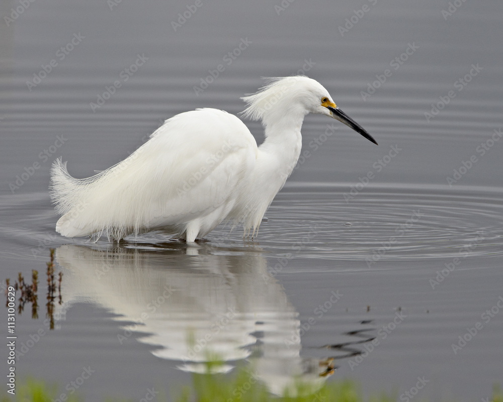 Snowy egret (Egretta thula) wading, San Jacinto Wildlife Area, California Snowy egret (Egretta thula) wading, San Jacinto Wildlife Area, California