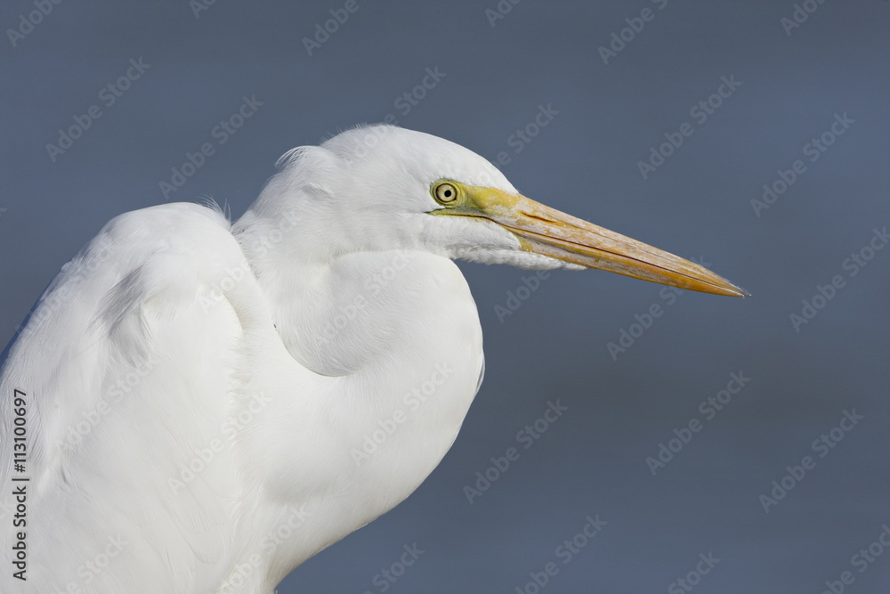 Great egret (Ardea alba), Salton Sea, California Great egret (Ardea alba), Salton Sea, California