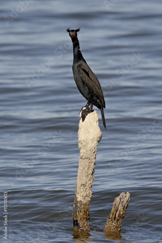 Double-crested cormorant (Phalacrocorax auritus) in breeding plumage, Sonny Bono Salton Sea National Wildlife Refuge, California