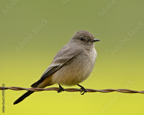 Western wood-pewee (Contopus sordidulus), San Jacinto Wildlife Area, California