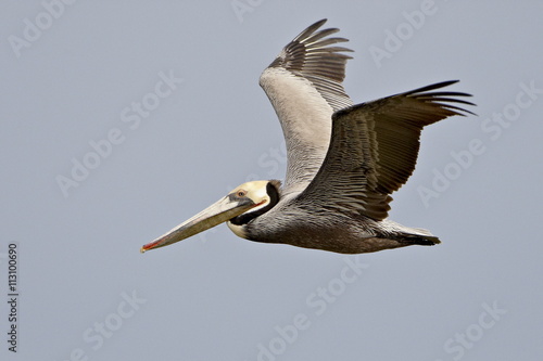 Brown pelican (Pelecanus occidentalis) in flight in partial breeding plumage, Salton Sea, California
