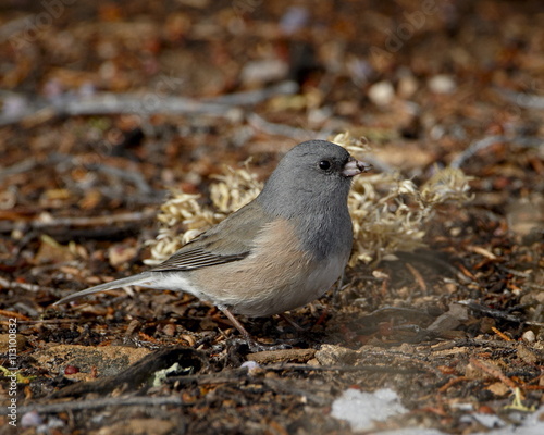 Pink-sided junco (Junco hyemalis mearnsi), Abiquiu Lake, New Mexico photo