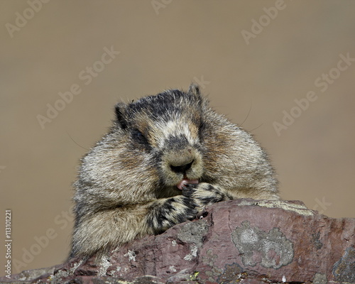 Hoary marmot (Marmota caligata), Glacier National Park, Montana photo