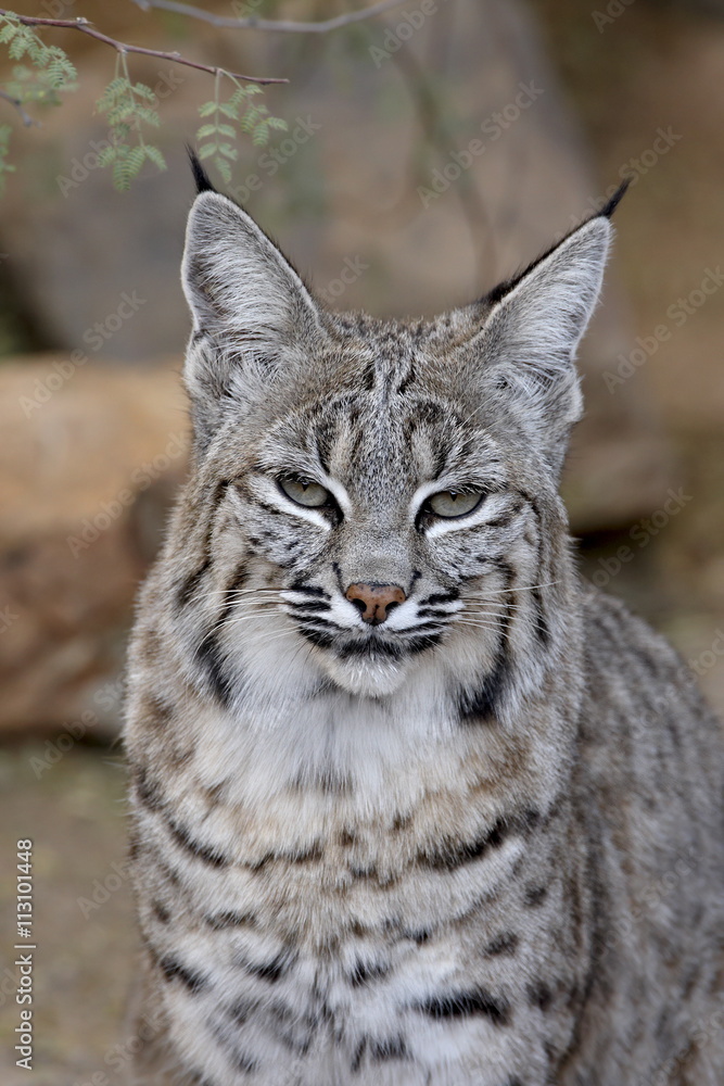 Bobcat (Lynx rufus) in captivity, Arizona Sonora Desert Museum, Tucson, Arizona Bobcat (Lynx rufus) in captivity, Arizona Sonora Desert Museum, Tucson, Arizona
