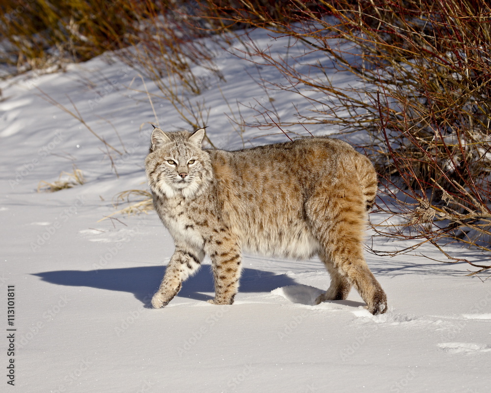Bobcat (Lynx rufus) in the snow in captivity, near Bozeman, Montana Bobcat (Lynx rufus) in the snow in captivity, near Bozeman, Montana
