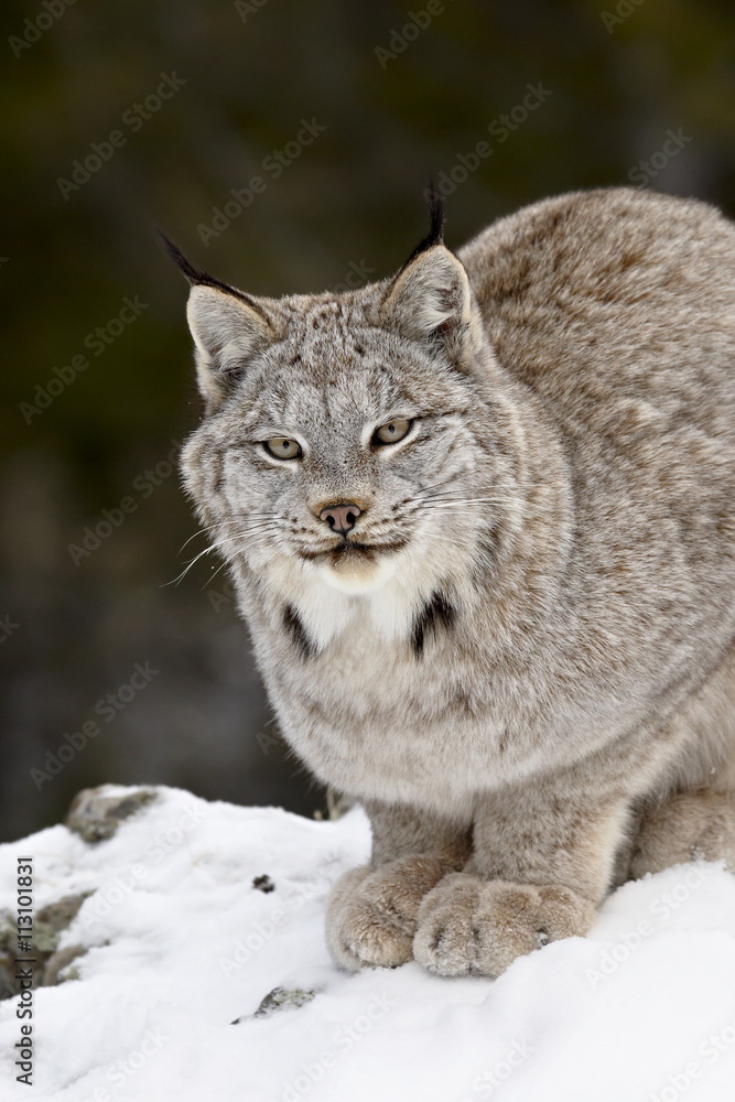 Canadian Lynx (Lynx canadensis) in the snow, in captivity, near Bozeman, Montana Canadian Lynx (Lynx canadensis) in the snow, in captivity, near Bozeman, Montana