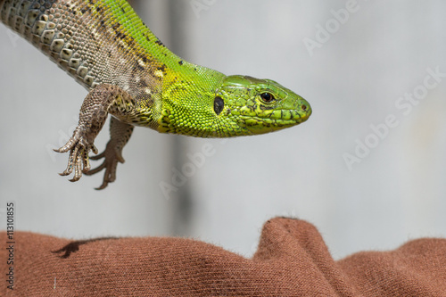 Green Monster - lizard