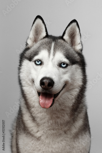 Fototapeta Naklejka Na Ścianę i Meble -  Adorable black and white with blue eyes Husky. on grey background. Focused at eye