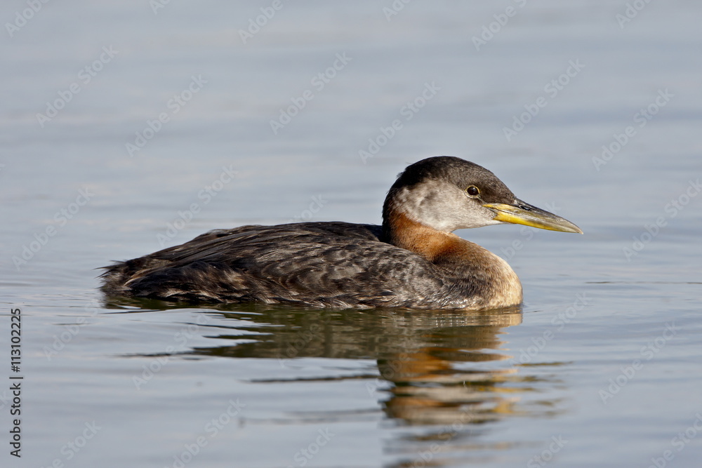 Red-necked grebe (Podiceps grisegena), Wasilla, Alaska Red-necked grebe (Podiceps grisegena), Wasilla, Alaska