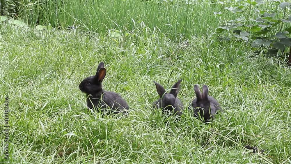 Small rabbits on the green grass Small rabbits on the green grass