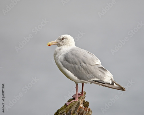 Thayer's gull (Larus thayeri), Kenai National Wildlife Refuge, Alaska photo