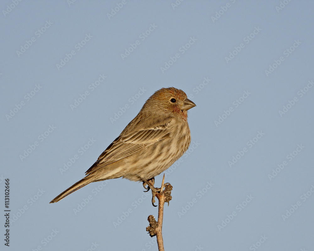 House finch (Carpodacus mexicanus), City of Rocks State Park, New Mexico House finch (Carpodacus mexicanus), City of Rocks State Park, New Mexico