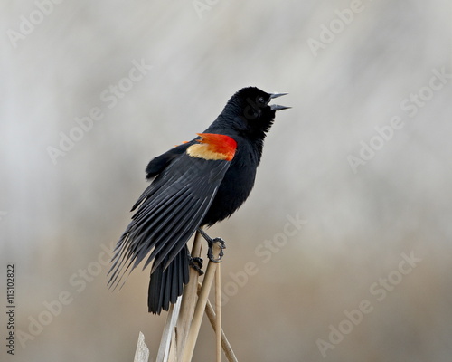 Red-winged blackbird (Agelaius phoeniceus) male, San Jacinto Wildlife Area, California