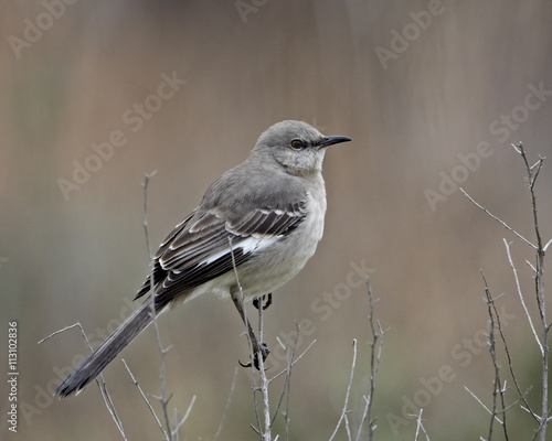 Northern mockingbird (Mimus polyglottos), San Jacinto Wildlife Area, California
