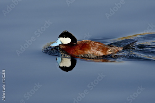 Male ruddy duck (Oxyura jamaicensis) swimming, Sweetwater Wetlands, Tucson, Arizona
