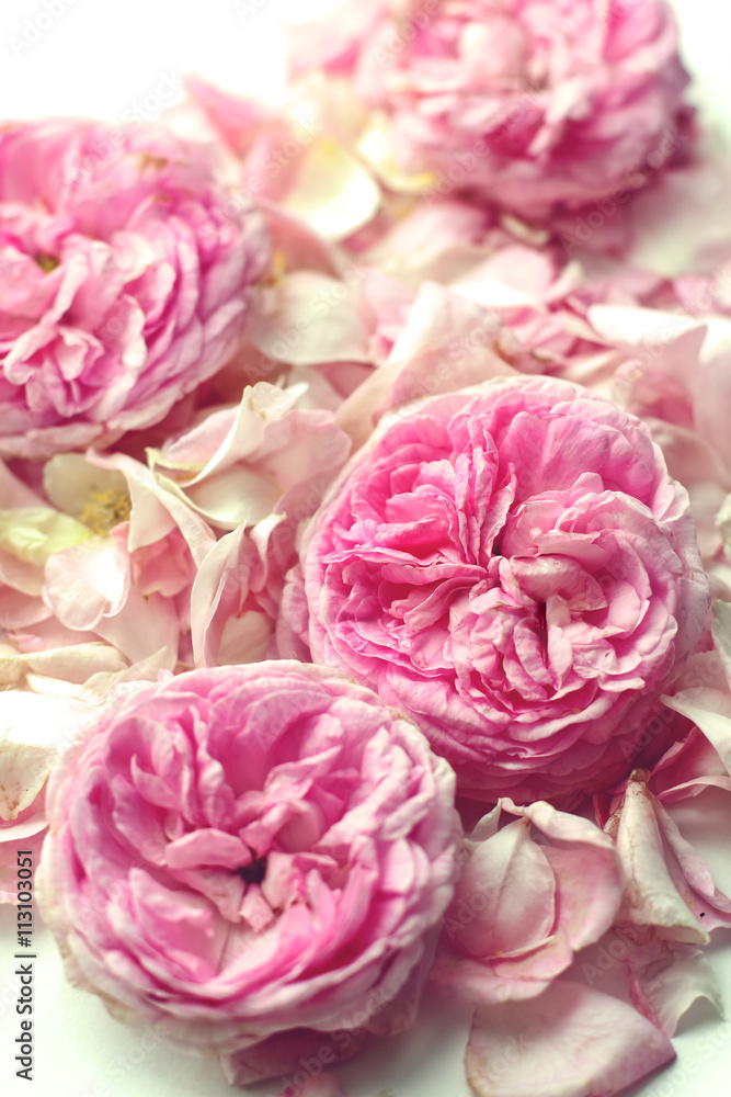 pink wild roses tendre background pink wild roses tendre background
