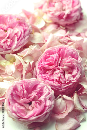 pink wild roses tendre background