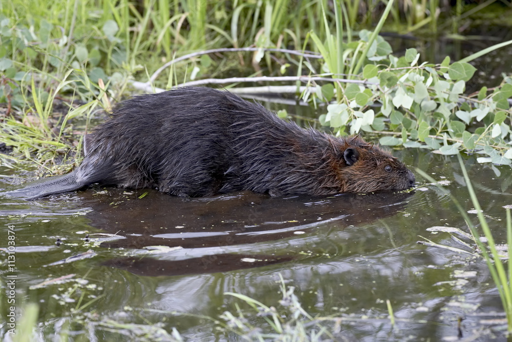 Captive beaver (Castor canadensis), Sandstone, Minnesota Captive beaver (Castor canadensis), Sandstone, Minnesota