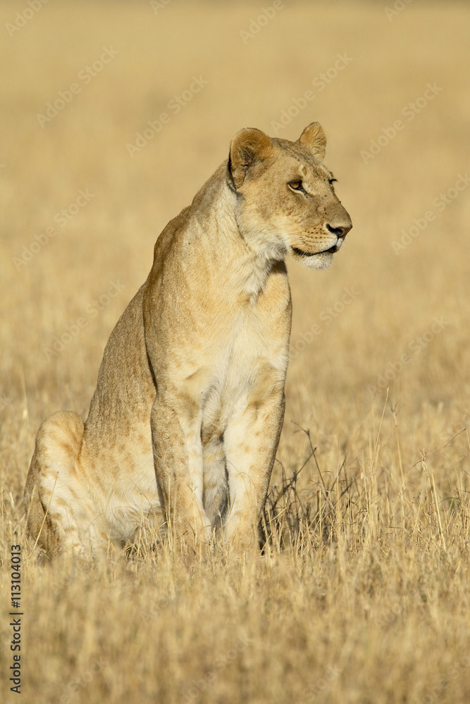 Young male lion (Panthera leo), Masai Mara National Reserve, Kenya Young male lion (Panthera leo), Masai Mara National Reserve, Kenya