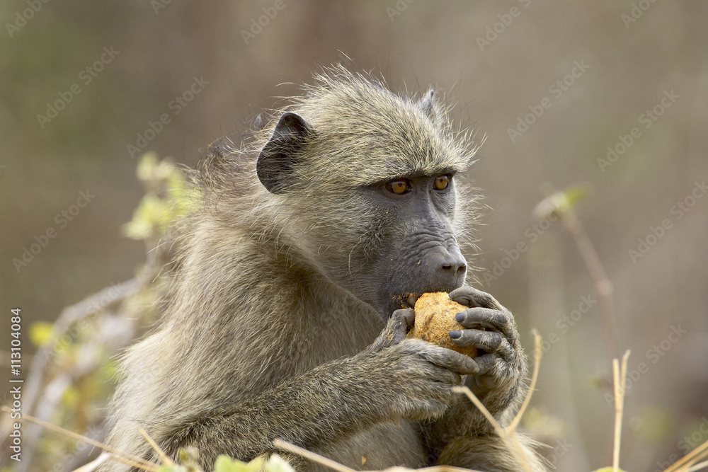 Chacma baboon (Papio ursinus) eating, Kruger National Park