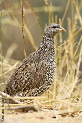 Natal francolin (Pternistes natalensis), Kruger National Park photo