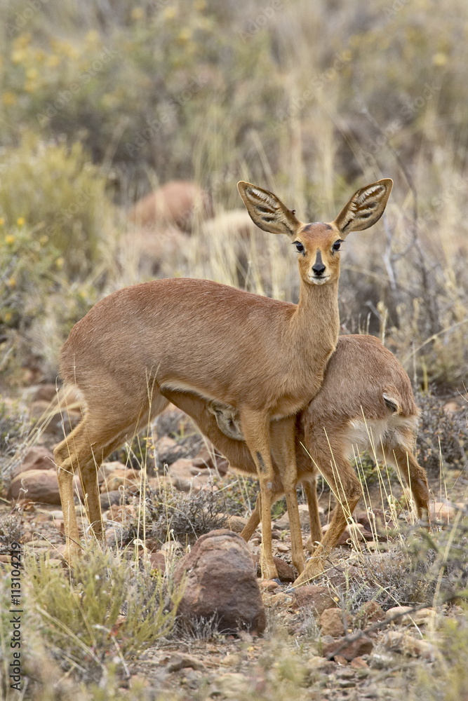 Steenbok (Raphicerus campestris) nursing, Karoo National Park Steenbok (Raphicerus campestris) nursing, Karoo National Park