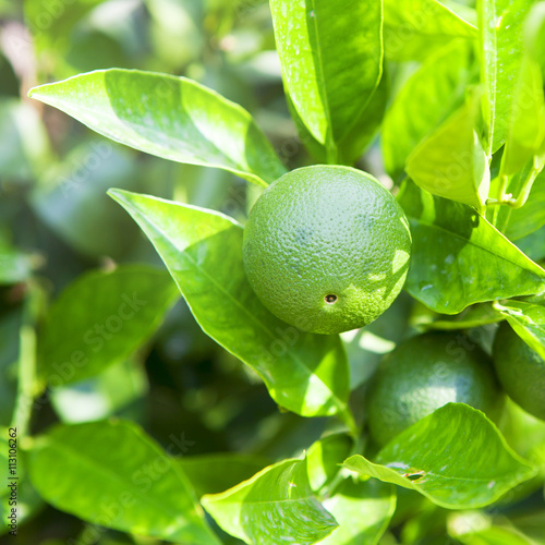 the orange tree