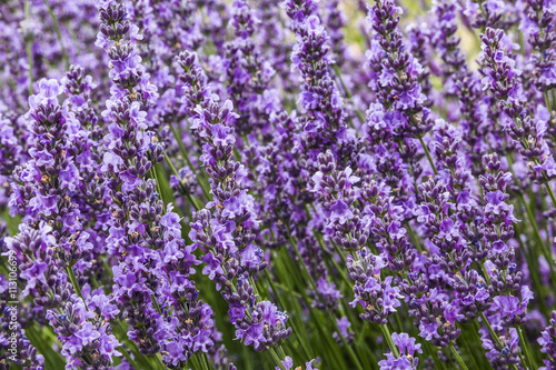 Bushes of lavender on a summer day