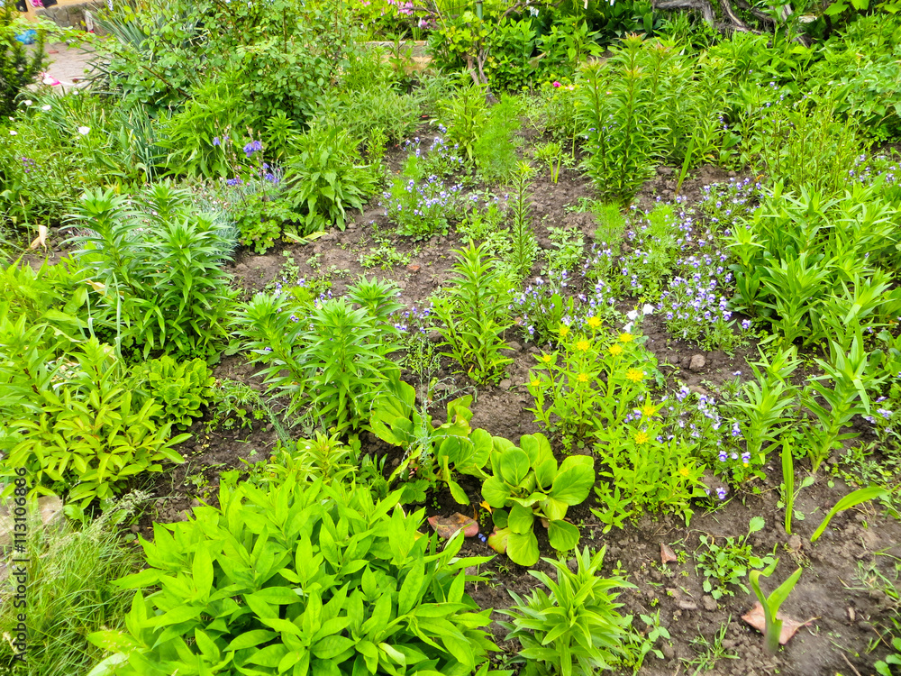 Green flowerbed in a garden