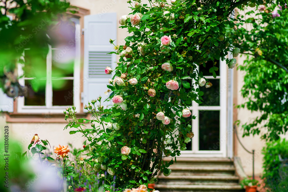 Botanic garden with blossom flowers, Andlau, Alsace