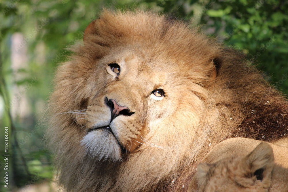 Lion, portrait