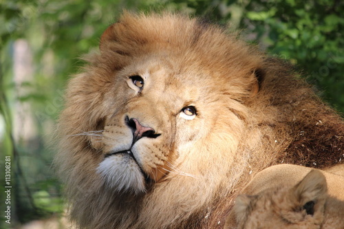 Lion  portrait
