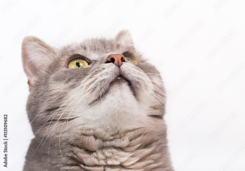 Muzzle of a gray cat, bottom view