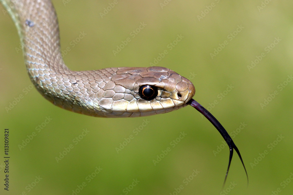 Obraz premium Western Yellow-bellied Racer - Coluber constrictor mormon