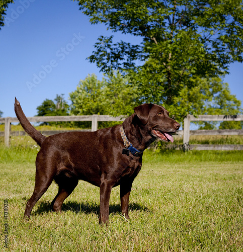 Happy chocolate lab in grassy field waiting for ball to be thrown