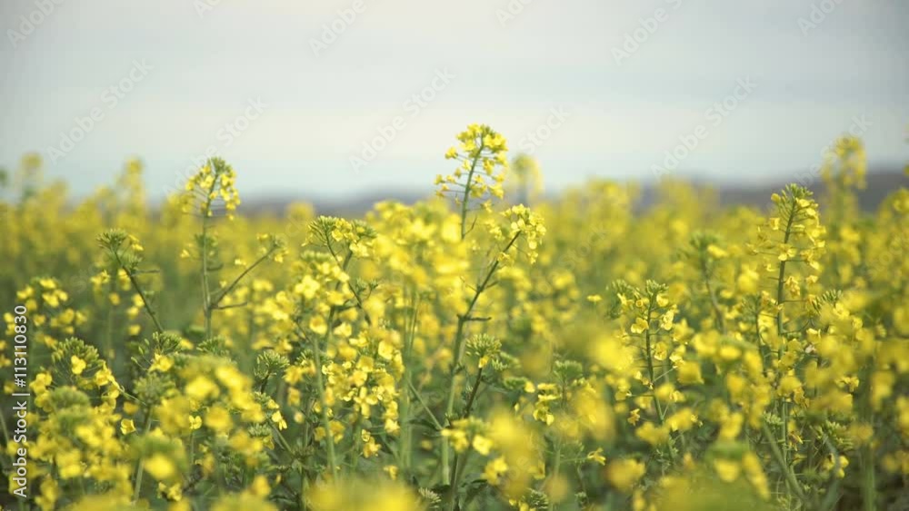 Yellow wildflowers, Flowering rapeseed field Yellow wildflowers, Flowering rapeseed field