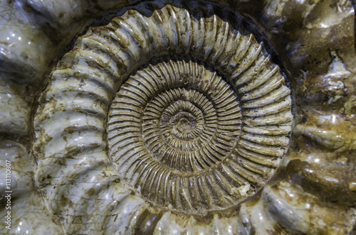 Beautiful crustacean fossil 