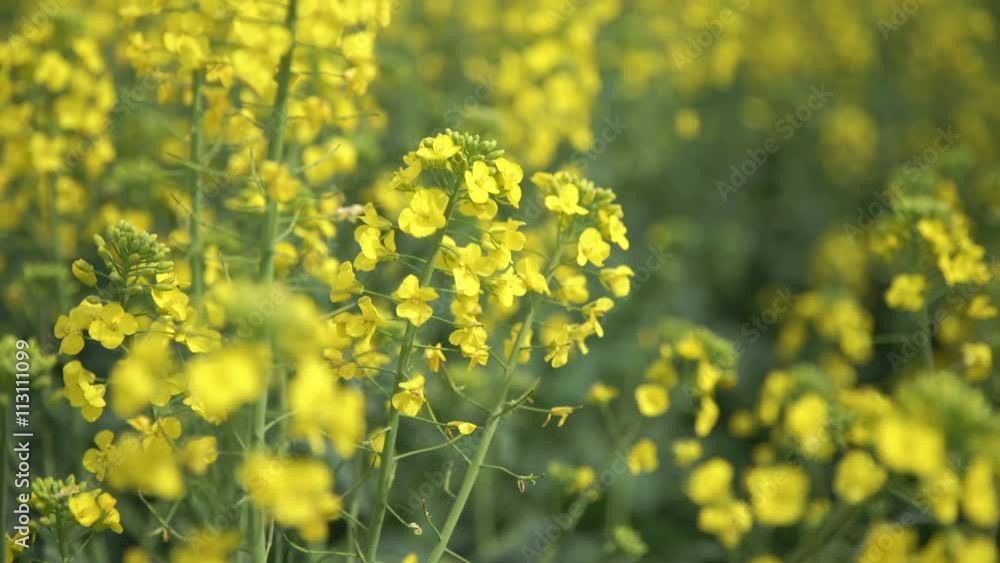 Yellow wildflowers, Flowering rapeseed field