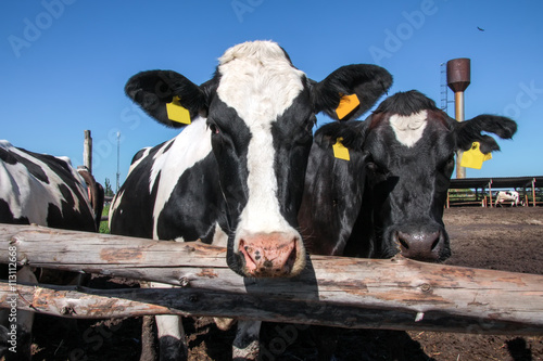 Cows grazing in a pen on a bright sunny summer day photo