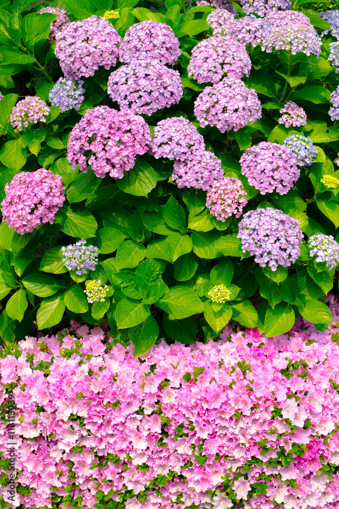 紫陽花とサツキツツジ 紫陽花とサツキツツジ