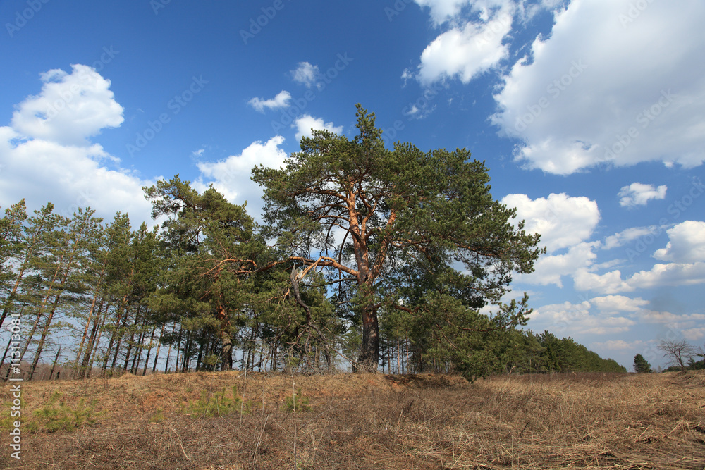 Pines on an edge Pines on an edge