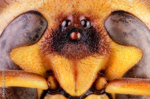wasp insect fly macro wild portrait close eye nature head © murgvi