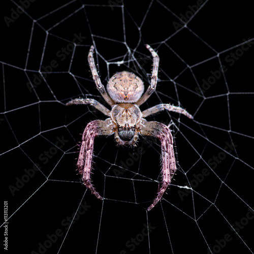 Scary Spider on Dark Background